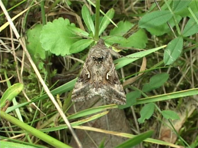 Gammaeule ( Autographa gamma ) : Am Niederrhein, Biotop, 20.05.2007